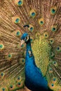 Male peacock