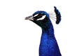 Male Peacock Royalty Free Stock Photo