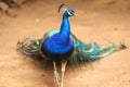 Male Peacock