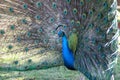 Male Peacock