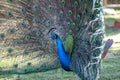 Male Peacock