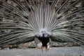 Male peacock backside on Lokrum Island