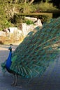 Peacock showing off his beautiful feathers Royalty Free Stock Photo