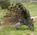 Male peacock woos his mate with hypnosis