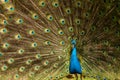 Male peacock bird, Pavo cristatus, squarking with full display tail feathers Royalty Free Stock Photo