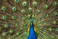 Male peacock bird, Pavo cristatus, squarking with full display tail feathers Royalty Free Stock Photo