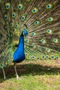 Male peacock bird, Pavo cristatus, squarking with full display tail feathers Royalty Free Stock Photo