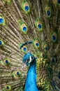 Male peacock bird, Pavo cristatus, squarking with full display tail feathers Royalty Free Stock Photo