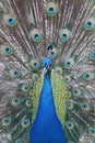 Male peacock bird with tail feathers splayed close-up Royalty Free Stock Photo