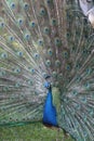 Male peacock bird turned to left with tail feathers splayed, vertical Royalty Free Stock Photo