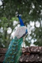Male Peacock in bonacaud forest area Trivandrum Kerala India