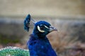 Male peacock, called also Indian or common peafowl, in Latin Pavo cristatus. It is close-up lateral view of the whole bird. Royalty Free Stock Photo