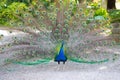 Male peacock during the courtship rite in which he makes the wheel with wings