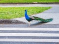 Male peacock crossing the road using pedestrian zebra crossing