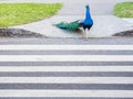Male peacock crossing the road using pedestrian zebra crossing