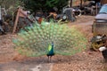 Male Peacock with Deployed Feathers.