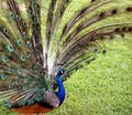 Male Peacock Display