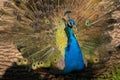 Male Peacock displaying feathers Royalty Free Stock Photo