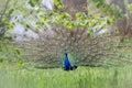 Male peacock displaying in spring Royalty Free Stock Photo