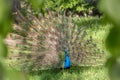 Male Peacock displaying beautiful colorful feathers Royalty Free Stock Photo