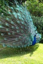 Male Peacock displaying its colorful tail feathers Royalty Free Stock Photo
