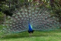 Male Peacock displaying its colorful tail feathers
