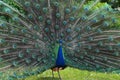 Male Peacock displaying its colorful tail feathers Royalty Free Stock Photo