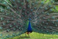 Male Peacock displaying its colorful tail feathers Royalty Free Stock Photo