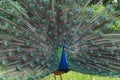 Male Peacock displaying its colorful tail feathers Royalty Free Stock Photo