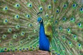 Male Peacock displaying Multicoloured, blue, green, gold, Feathers in Mating show close up low level eyeline portrait view