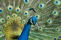 Male Peacock displaying Multicoloured, blue, green, gold, Feathers in Mating show close up low level eyeline view