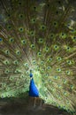 Male Peacock Feathers Full Plumage