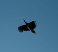 The male peacock in flight