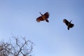 The male peacock in flight