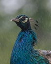 Male peacock getting wet on a rainy day