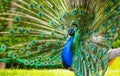 Male Peacock in a green field with an open tail Royalty Free Stock Photo