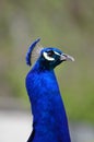 Male Peacock head