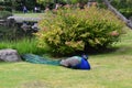 Male peacock laying in the grass