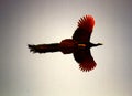 The male peacock with the long tail in flight