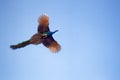 The male peacock with the long tail in flight