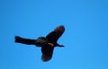 The male peacock with the long tail in flight