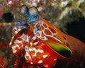 Male Peacock Mantis Shrimp
