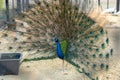Male peacock with mating plumage in the zoo in Sriayuthaya Lion Park , focus selective