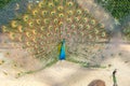 Male peacock with mating plumage in the zoo in Sriayuthaya Lion Park , focus selective