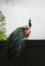 Peacock phasianidae with Multicolored Feathers