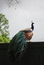 Peacock phasianidae with Multicolored Feathers