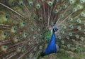 Male peacock that is opening to the female peacock Royalty Free Stock Photo