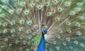 Male peacock that is opening to the female peacock Royalty Free Stock Photo