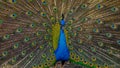 Male peacock opens in colorful plumage and feathers