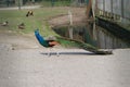 Male peacock between other animals on children farm in Nieuwerkerk aan den IJssel.